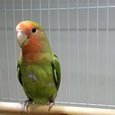 Peach Face Lovebird #177232 for sale in Webster, NY