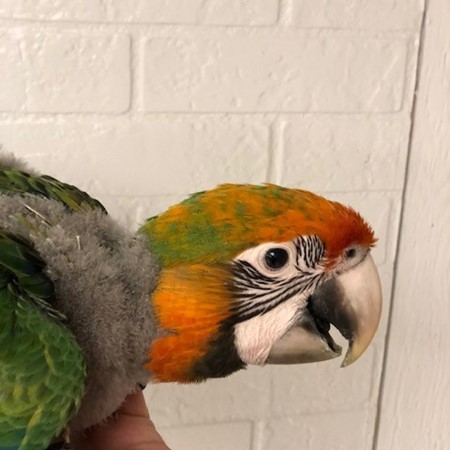 Hybrid Macaw #177369 for sale in Niles, IL