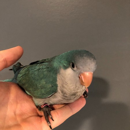 Quaker Parrot #177429 for sale in Webster, NY