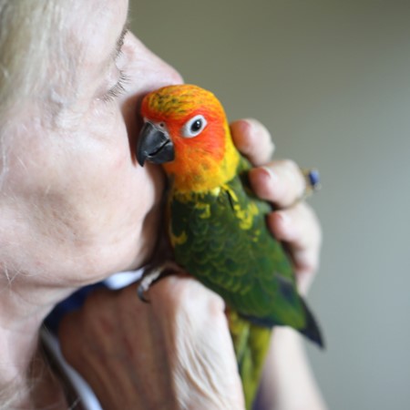 Sun Conure #177477 for sale in Valrico, FL