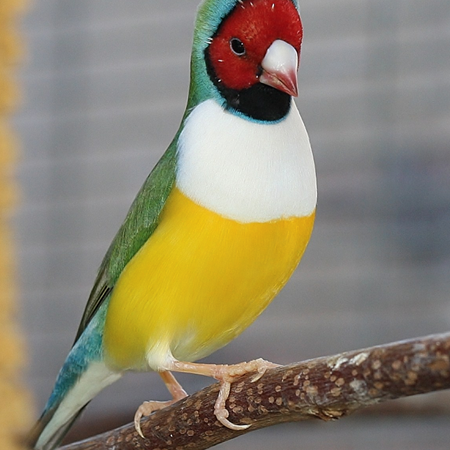Lady Gouldian Finch #177523 for sale in Shop Online, WA
