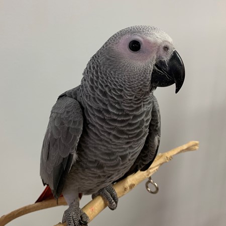 African Grey Congo Parrot #177532 for sale in Broadview Heights, OH