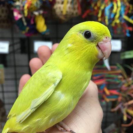 Celestial (Pacific) Parrotlet #177877 for sale in Arlington Heights, IL