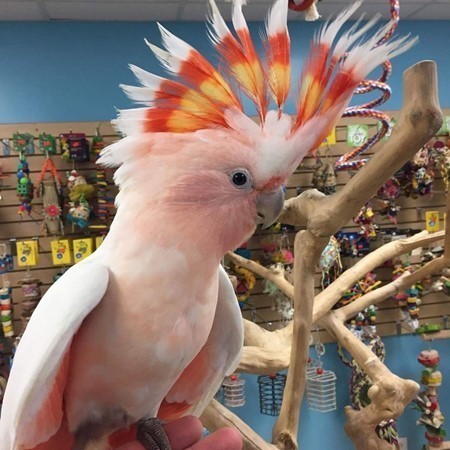 Major Mitchell Cockatoo #177901 for sale in Niles, IL