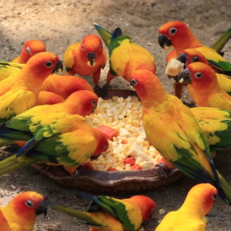 caique rescue birds in nj