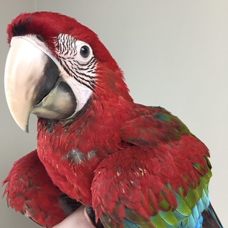 Green Wing Macaw #178011 for sale in Arlington Heights, IL