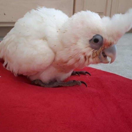 bare eyed cockatoo shakes her head