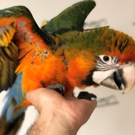 Hybrid Macaw #178184 for sale in Niles, IL