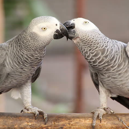African Grey Congo Parrot #178257 for sale in SHOP ONLINE ...