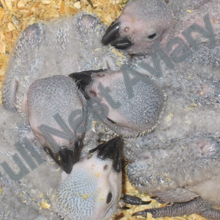 African Grey Congo Parrot