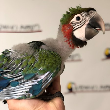 Hybrid Macaw #178361 for sale in Niles, IL