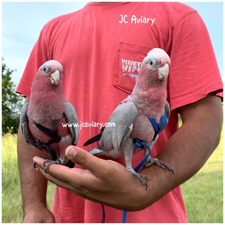 rose breasted cockatoo for sale los angeles