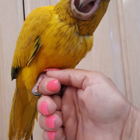 conures for sale near me craigslist