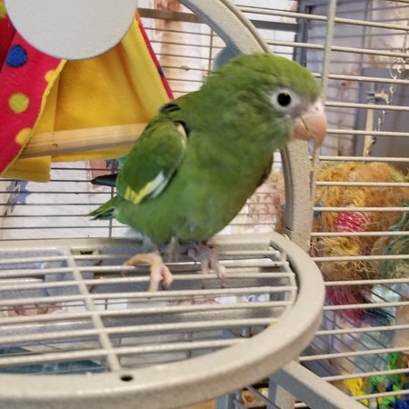 Canary-wing Parakeet #178711 for sale in Mount Morris, MI