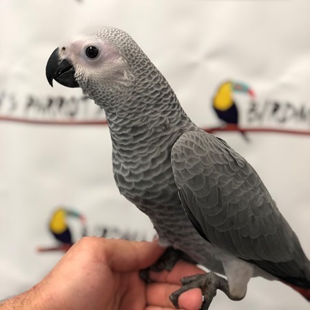 African Grey Congo Parrot #178836 for sale in Niles, IL