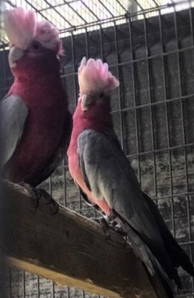 rose breasted cockatoo sale