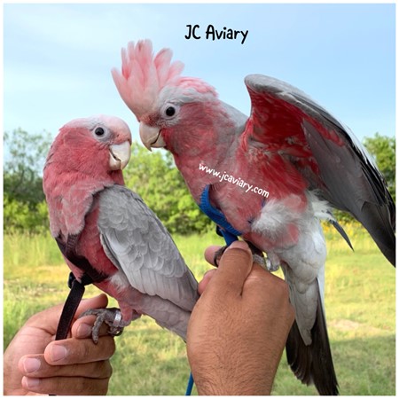 female rose breasted cockatoo for sale