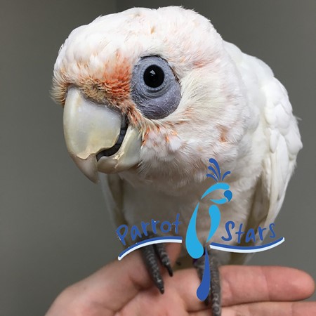 baby bare eyed cockatoo