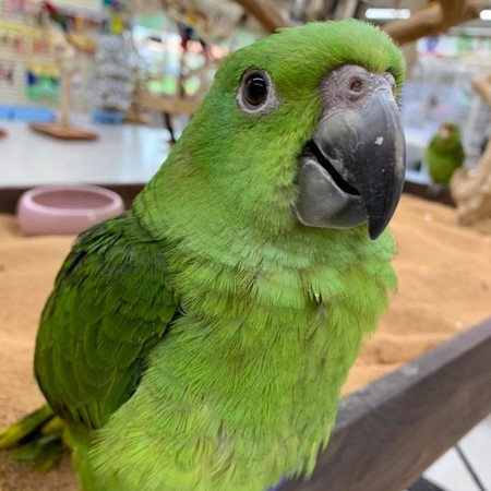 Yellow Naped Amazon #179627 for sale in Delran, NJ