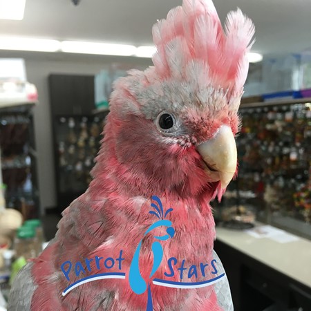 rose breasted cockatoo sale