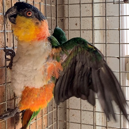 Black Headed Caique #179699 for sale in Gallipolis Ferry, WV