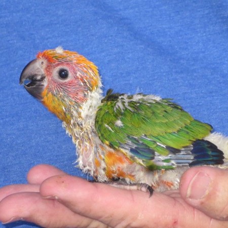 Sun Conure #179718 for sale in Miami, FL