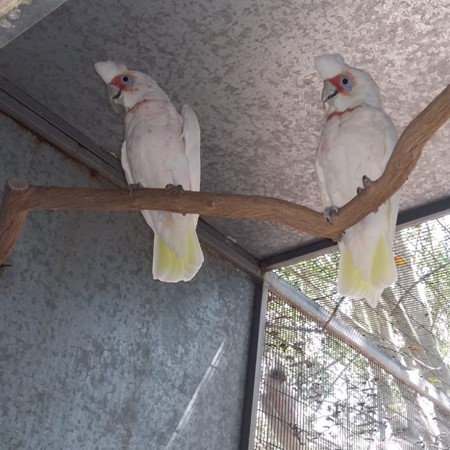 bare eyed cockatoo and slender billed cockatoo