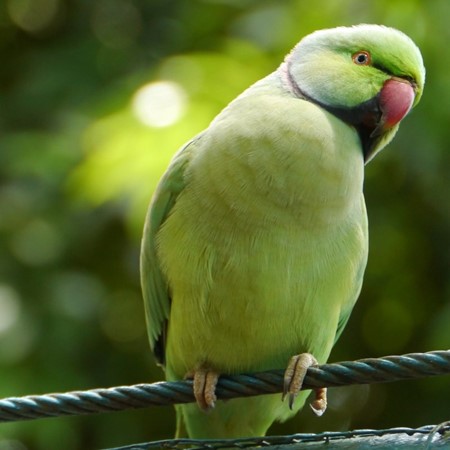 Ringneck Indian Parakeet #180106 for sale in Shop Online, WA