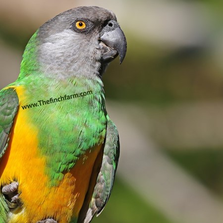 Senegal Poicephalus #180591 for sale in SHOP ONLINE, WA