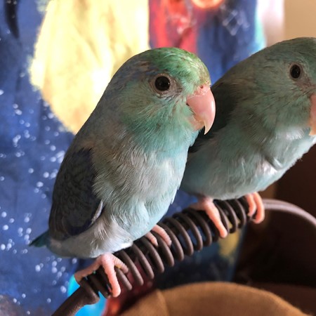 Celestial (Pacific) Parrotlet #180727 for sale in Orlando, FL