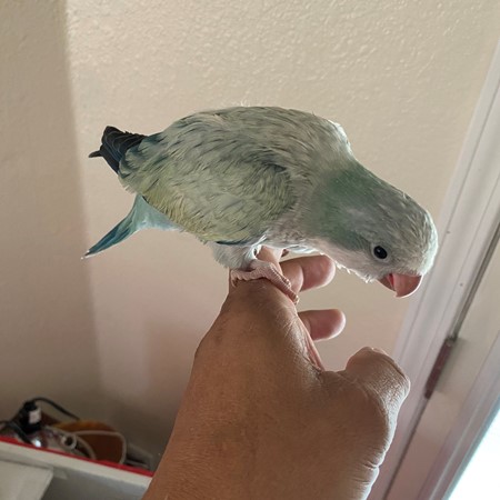 Quaker Parrot #180904 for sale in Alb, NM