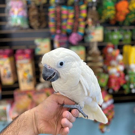 umbrella cockatoo plush