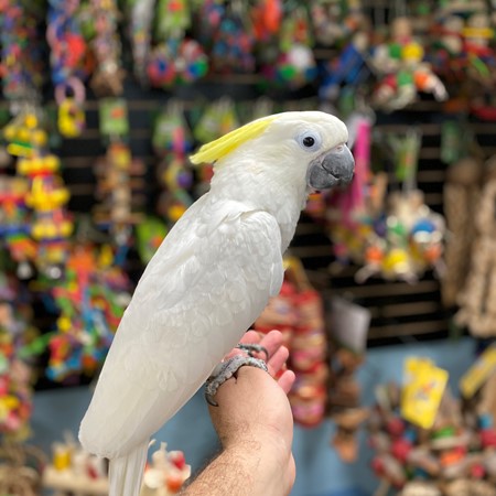 triton cockatoo