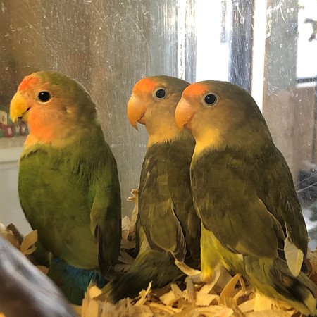 Peach Face Lovebird #181134 for sale in Webster, NY