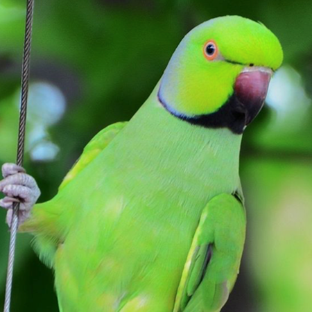 Ringneck African Parakeet #181175 for sale in Shop Online, WA