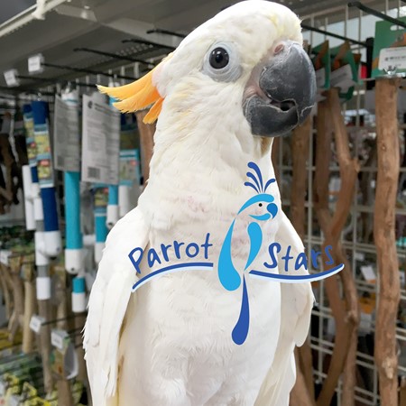 citron crested cockatoo citron crested cockatoo