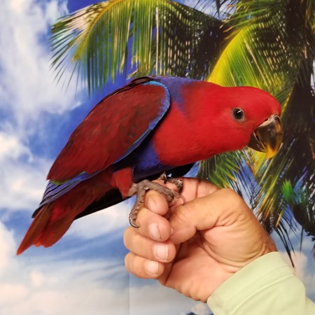 solomon island cockatoo