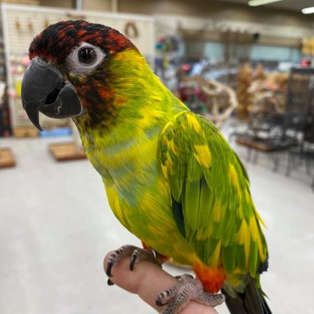 Nanday Conure #181606 for sale in Delran, NJ