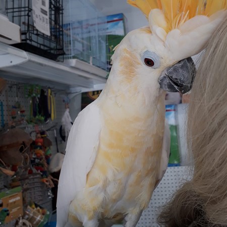 citron crested cockatoo price citron crested cockatoo price