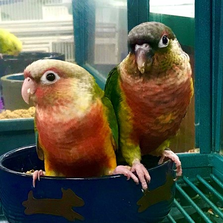 Green Cheek Conure #181679 for sale in Chester, NJ