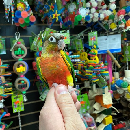 green cheek conure toys