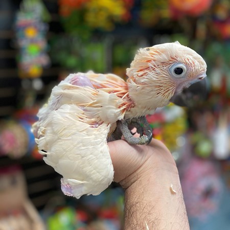 pink umbrella cockatoo price