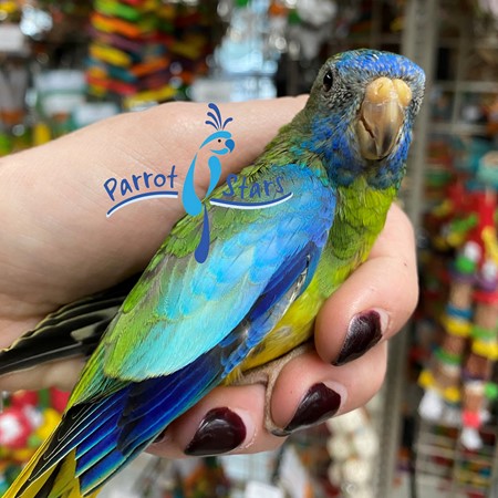 Grass Scarlet Chested (Splendid) Parakeet #182367 for sale in Arlington