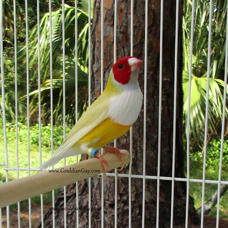 Lady Gouldian Finch #182413 for sale in Daytona Beach, FL