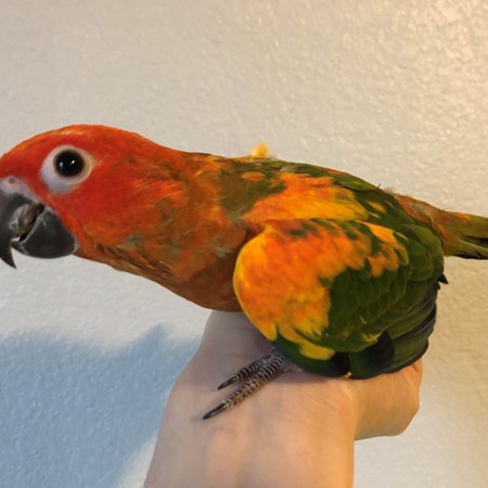 Sun Conure #182456 for sale in Fort Worth, TX