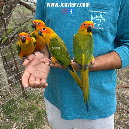 Sun Conure #182569 for sale in Austin, TX