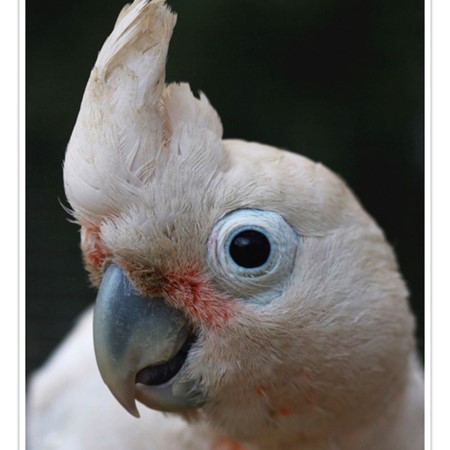 goffin cockatoo for sale goffin cockatoo for sale