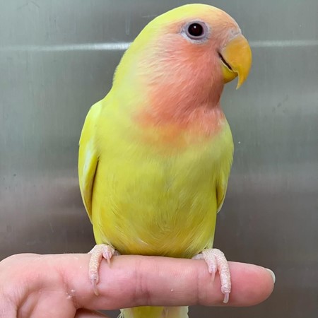 Peach Face Lovebird #182716 for sale in Valrico, FL