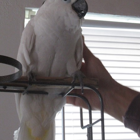 Umbrella Cockatoo