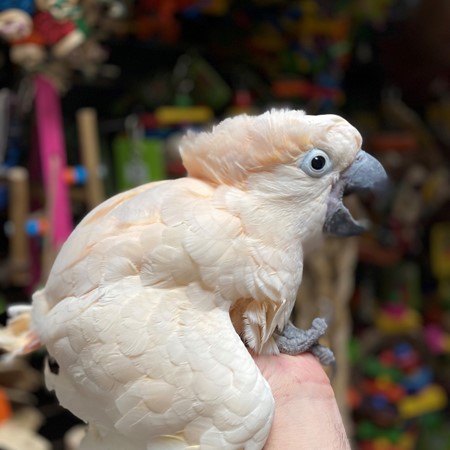 moluccan cockatoo for adoption near me